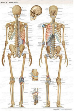 Lámina Huesos y Músculos 7 - Esqueleto